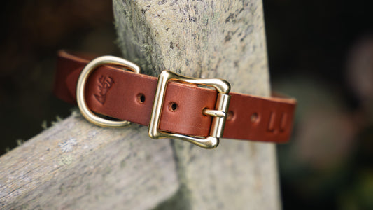 The Canine Collar (NEW)